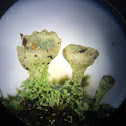 Mealy Pixie-cup Lichen