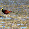 Northern Jacana