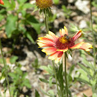 Indian blanket flower with bee
