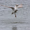 Gull - Juvenile