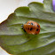 Multicolored Asian Lady Beetle (pupa stage)