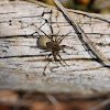 wolf spider, Wolfsspinne