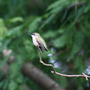 ruby-throated hummingbird