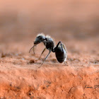 Ant