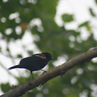 Red-winged Blackbird