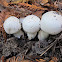 White Mushrooms