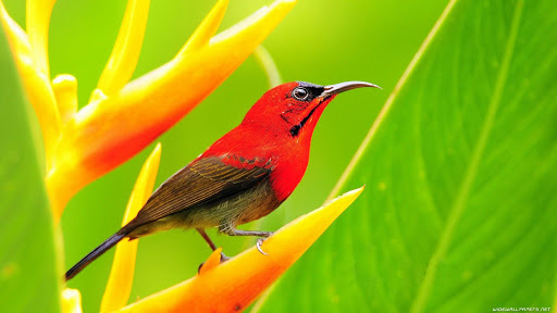 Bird HD Live Wallpaper Animals