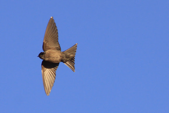 Brown-bellied Swallow | Project Noah