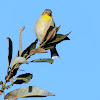 American goldfinch (winter plumage)