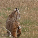 Bobcat