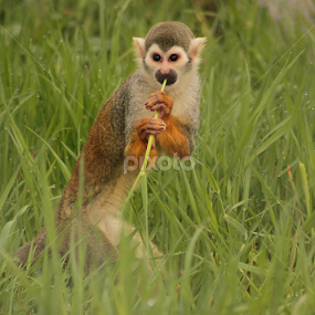 Trying to eat here. by Kelly Williams - Animals Other