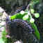 Buckmoth Caterpillars