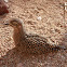 Spotted Thick-Knee