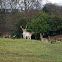 Fallow deer