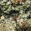 Acorn barnacle