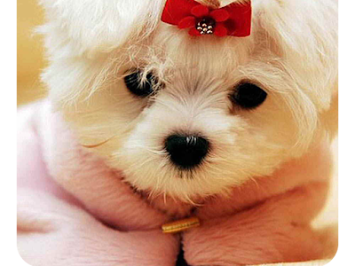 犬 壁紙 スマホ 369312-犬 画像 壁紙 スマホ