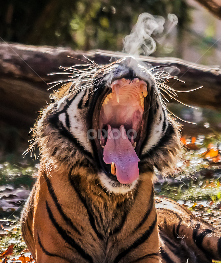 Tiger Yawn by Dan Sisken - Animals Lions, Tigers & Big Cats