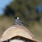 White Wagtail; Lavandera Blanca