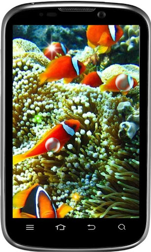 免費下載個人化APP|Aquarium Fishes Photo LWP app開箱文|APP開箱王