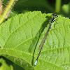 Rambur's Forktail