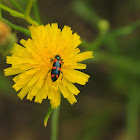 Red Blue Checkered Beetle