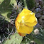 Yellow Cacti Flower