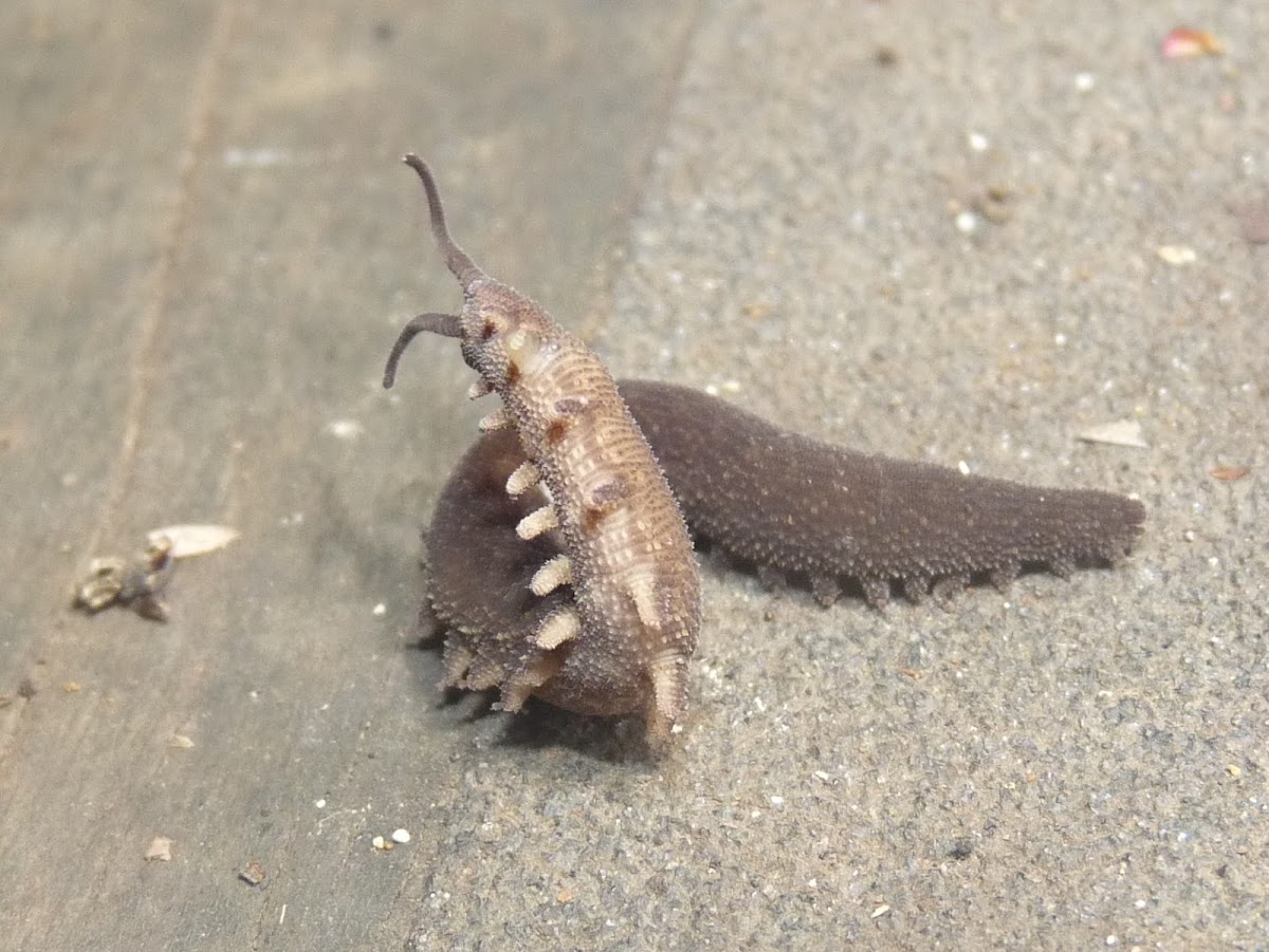 Velvet Worm