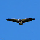 Black-chested Buzzard-Eagle