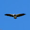 Black-chested Buzzard-Eagle