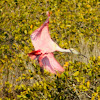 Roseate Spoonbill