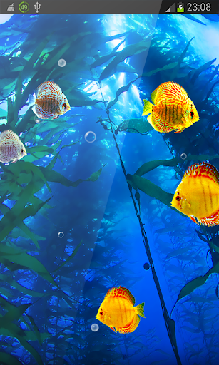 Gold Fish Cute Aquarium hd LWP