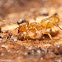 Citronella/Cornfield Ant