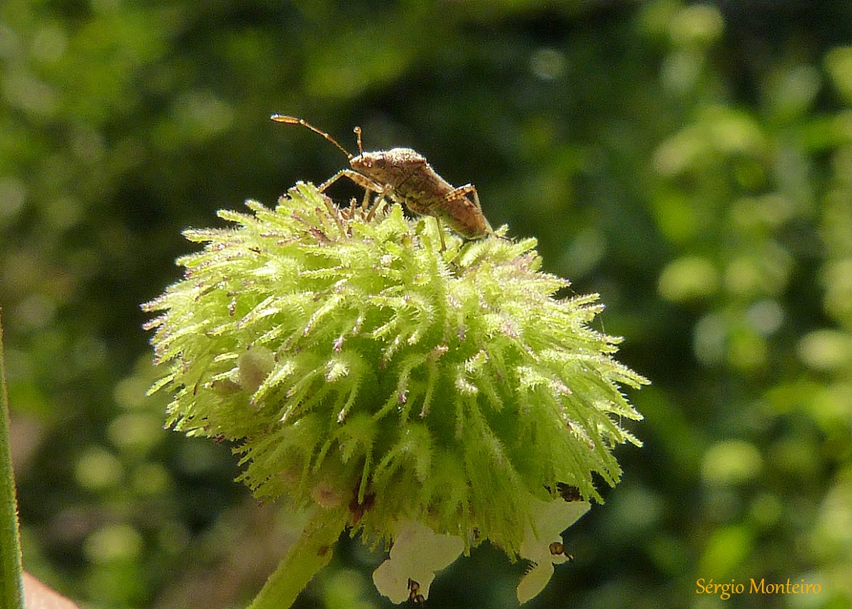 Spotting Project Noah