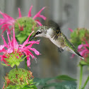Ruby-throated Hummingbird - female