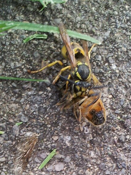 Yellow Jacket, attacks a bee