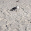 Laughing Gull