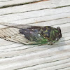 Cicada