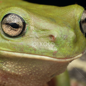 Green Tree Frog by Michael Duncan - Animals Amphibians