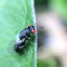 Chalcid wasp