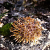 Green Sea Urchin