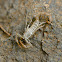 Scorpion Exoskeleton