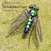 Longlegged Fly