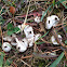 puffball mushroom