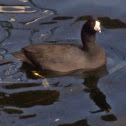 American Coot