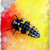 Ladybug Larva