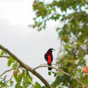 Pico de Plata - Crimson backed Tanager