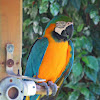 Blue-and-yellow macaw