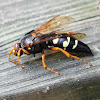 Eastern Cicada Killer