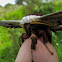 Giant peacock moth