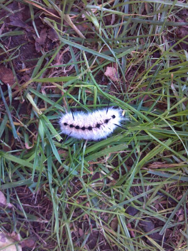 Hickory Tussock Moth